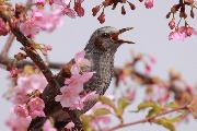 Весна - Путешествие в страну Ямато